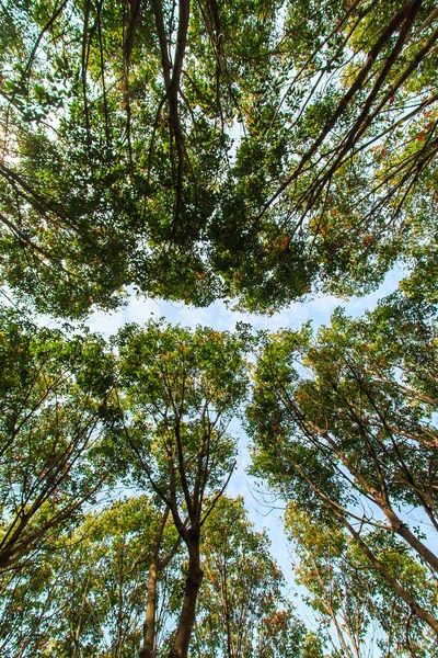 Rubber trees — Stock Photo, Image