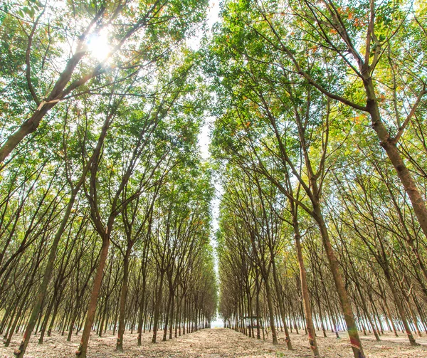 Rubber trees — Stock Photo, Image