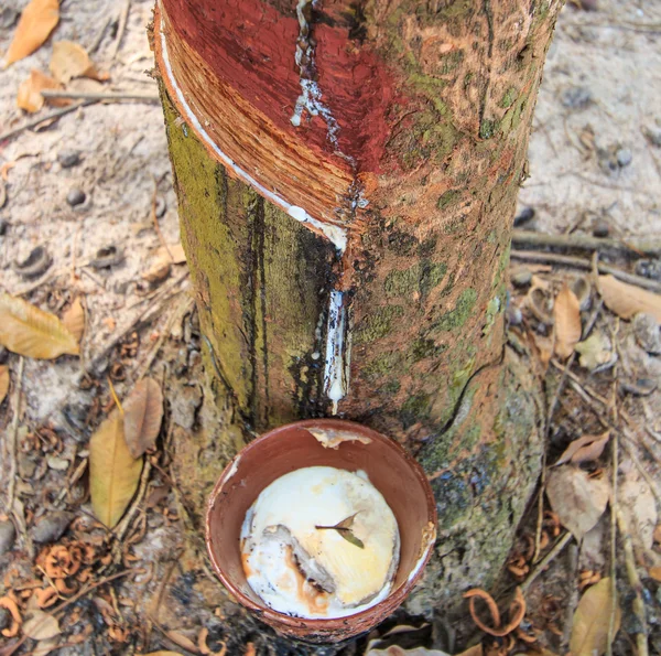 Batendo látex de uma árvore de borracha — Fotografia de Stock