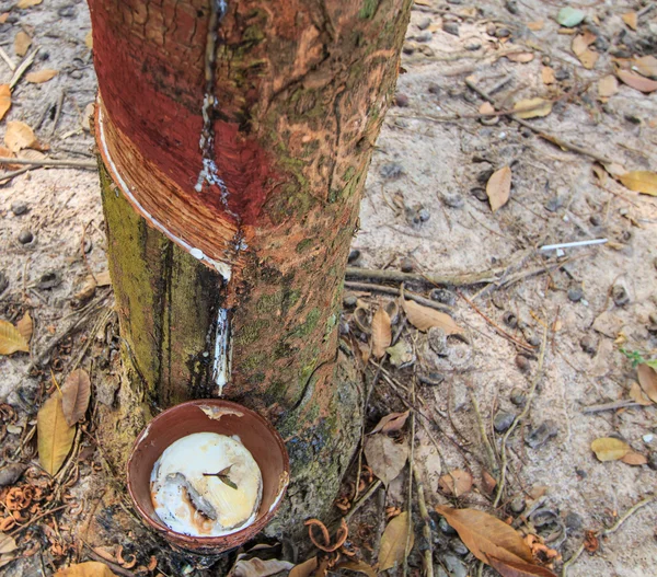 Tocar látex de un árbol de goma —  Fotos de Stock