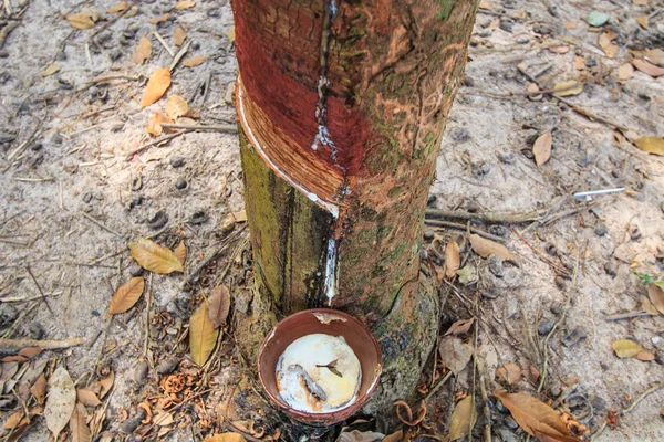 Batendo látex de uma árvore de borracha — Fotografia de Stock