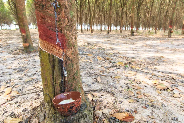 Toccando il lattice da un albero di gomma — Foto Stock