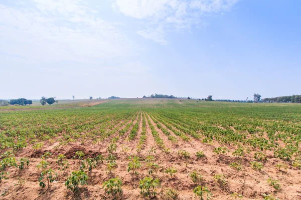 Granja de mandioca — Foto de Stock