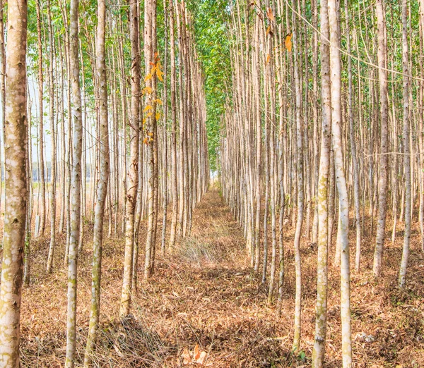 Эвкалиптовый лес — стоковое фото