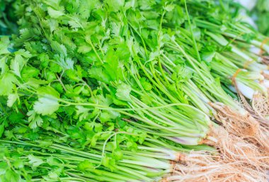 taze yeşil kişniş