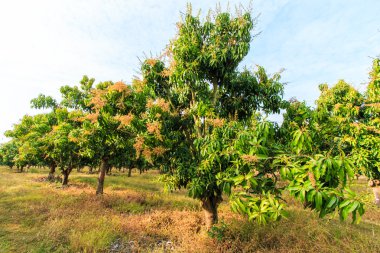 Mango meyve bahçeleri