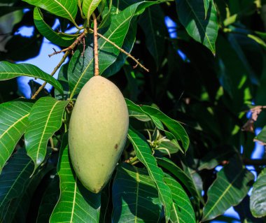 Mango meyve