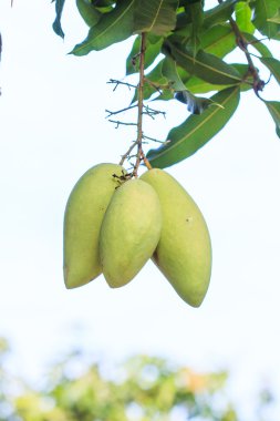 Mango meyve