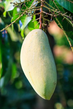 Mango meyve