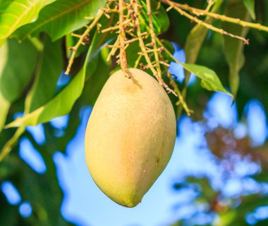 Mango meyve