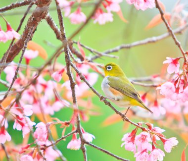 White-Eye kuş kiraz çiçeği