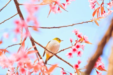 White-Eye kuş kiraz çiçeği