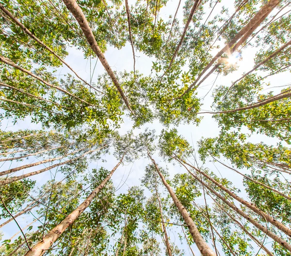 Eucalyptus forest — Stock Photo, Image