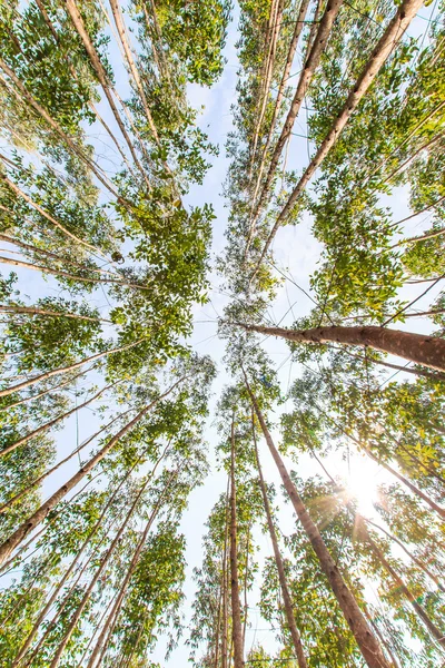 Eucalyptus forest — Stock Photo, Image