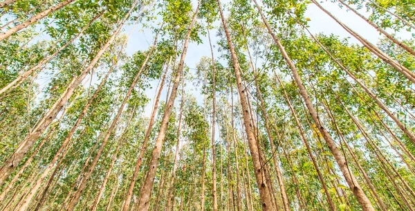 Floresta de eucalipto — Fotografia de Stock