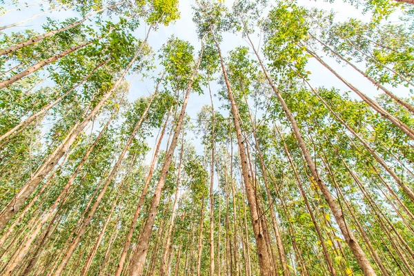 Eucalyptusskogen — Stockfoto