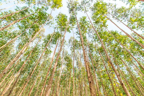 Bosque de eucalipto — Foto de Stock