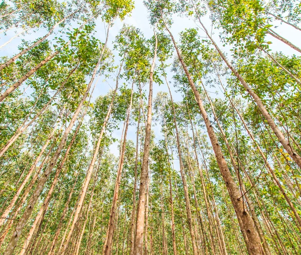 Eucalyptus forest — Stock Photo, Image