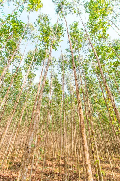 Okaliptüs ormanı — Stok fotoğraf