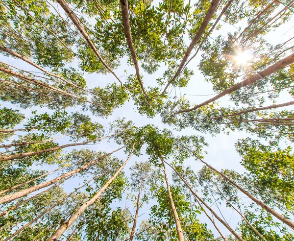 Eucalyptus forest — Stock Photo, Image