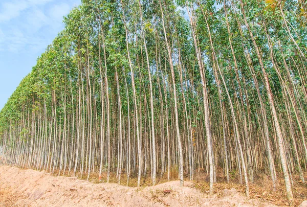 Bosque de eucalipto —  Fotos de Stock