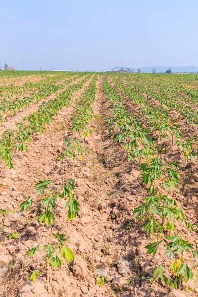 Cassava farm — Stock Photo, Image