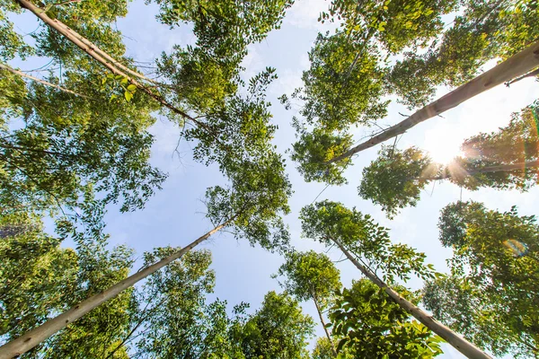 Pădurea Eucalipt — Fotografie, imagine de stoc