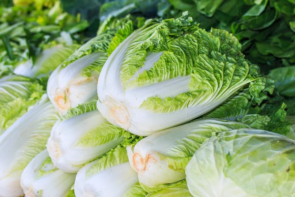 绿色卷心菜和生菜 — 图库照片