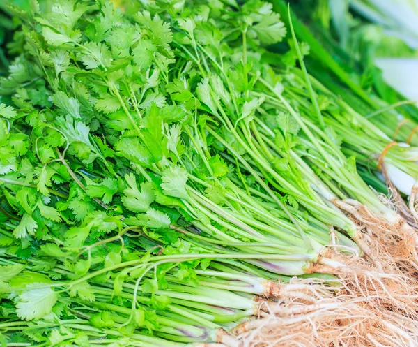 Fresh green coriander — Stock Photo, Image