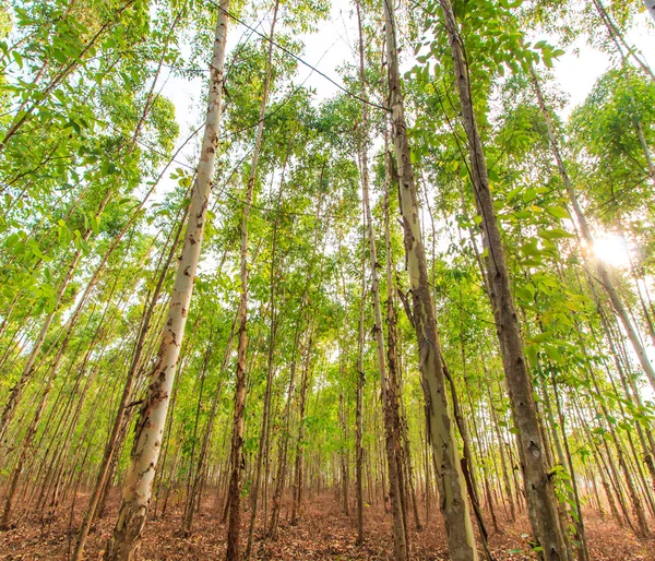 Floresta de eucalipto — Fotografia de Stock