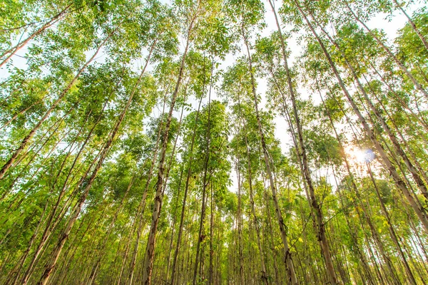 Eukalyptuswald — Stockfoto