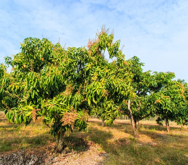 Mango orchards ⬇ Stock Photo, Image by © Deerphoto 55332317