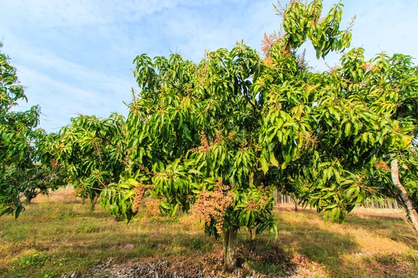 Mango boomgaarden — Stockfoto