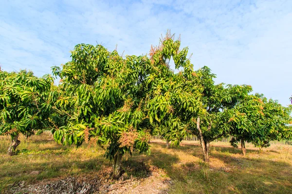 Huertos de mango — Foto de Stock
