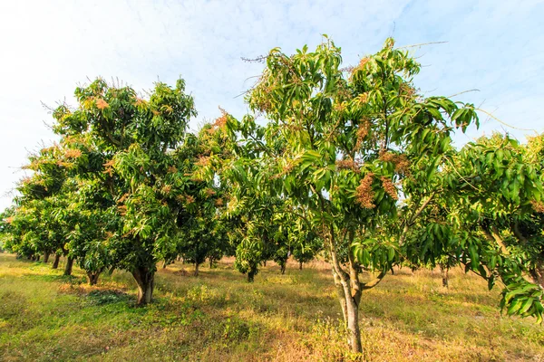 Huertos de mango —  Fotos de Stock