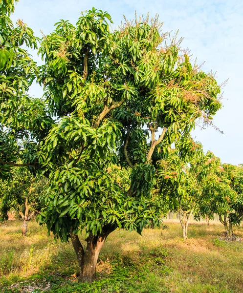 Mango fruktodlingar — Stockfoto