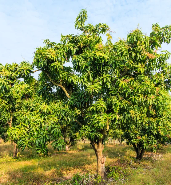 Mango orchards ⬇ Stock Photo, Image by © Deerphoto 55332317