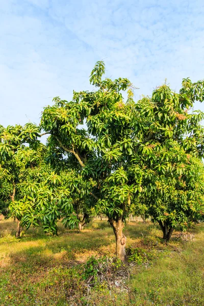 Mango orchards — Stock Photo, Image