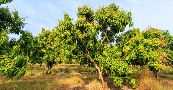 Mango boomgaarden — Stockfoto