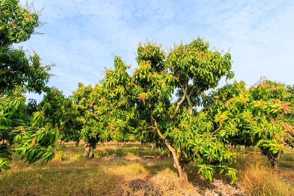 Mango orchards — Stock Photo, Image