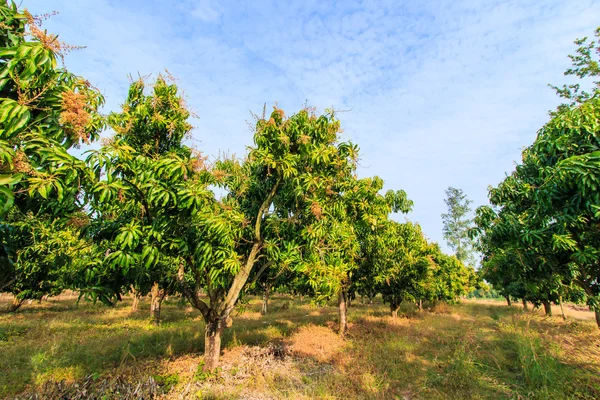 Mango fruktodlingar — Stockfoto