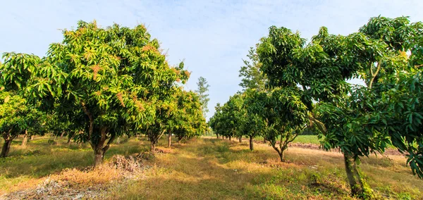 Mango meyve bahçeleri — Stok fotoğraf