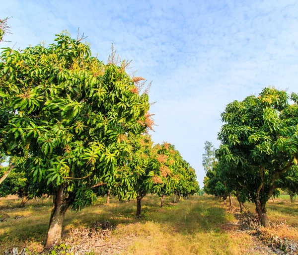 Mango meyve bahçeleri — Stok fotoğraf