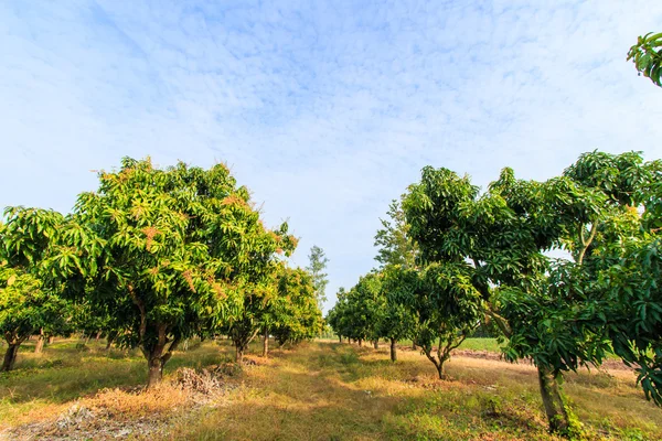 Mango fruktodlingar — Stockfoto