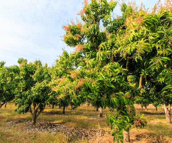 Mango fruktodlingar — Stockfoto