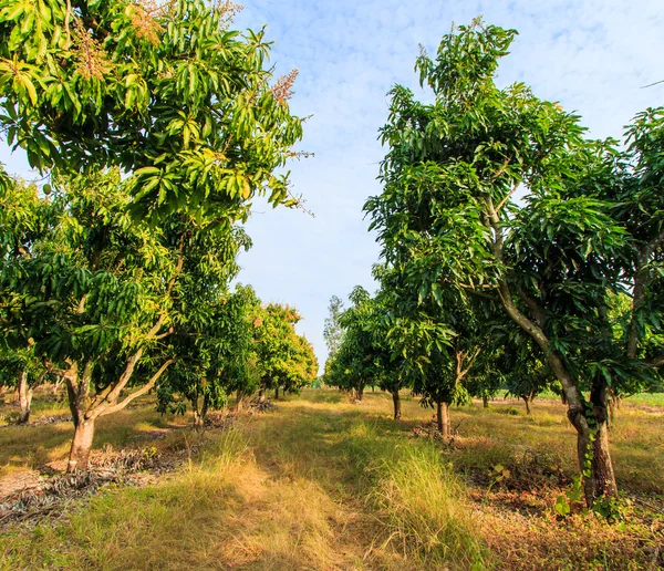 Mango fruktodlingar — Stockfoto