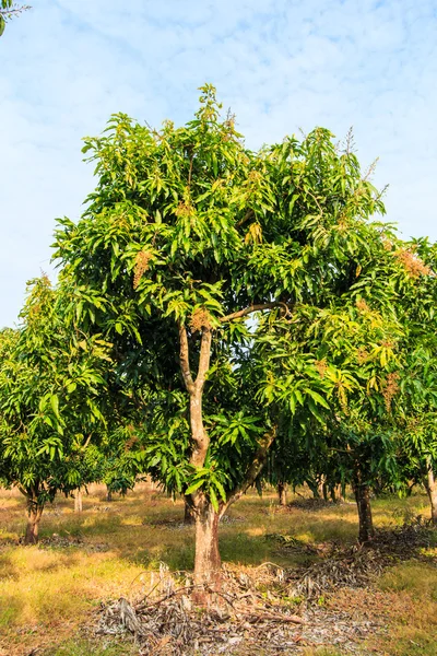 Mango fruktodlingar — Stockfoto