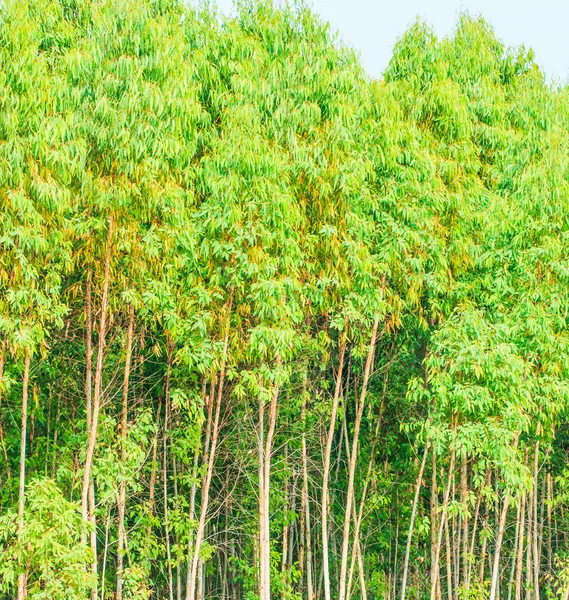 Las eukaliptusowy — Zdjęcie stockowe