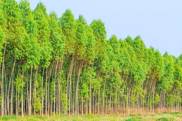 Bosque de eucalipto — Foto de Stock