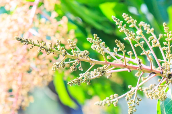 Bouquet of mango — Stock Photo, Image